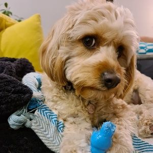 Meet your Posher, Carolina